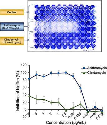 Azithromycin Exhibits Activity Against Pseudomonas aeruginosa in Chronic Rat Lung Infection Model